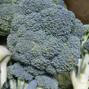 ブロッコリーの秘密 — 植物界最強の「解毒成分」とドームの目利き