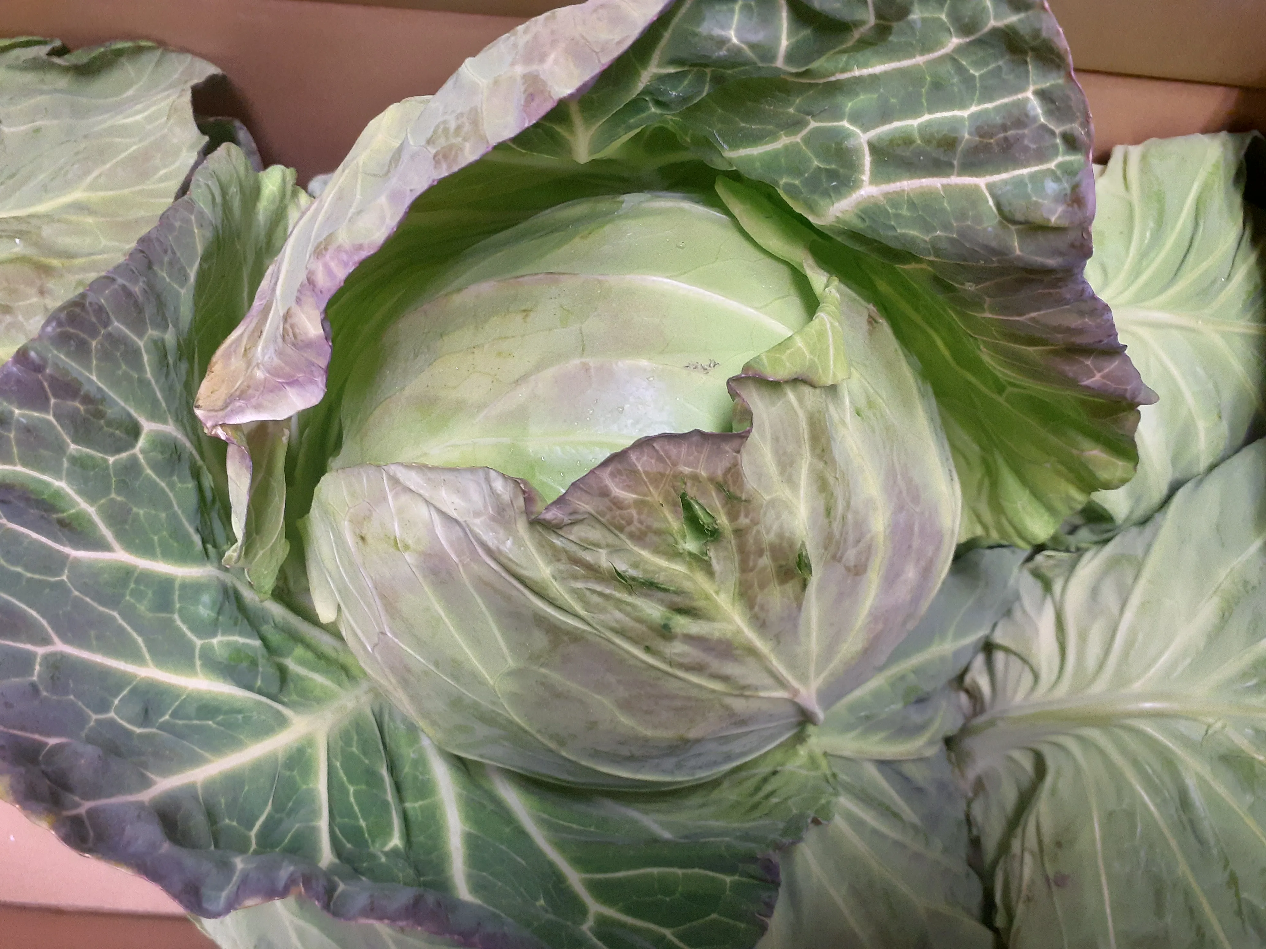 青々とした外葉に包まれた、収穫直後の巨大なキャベツ