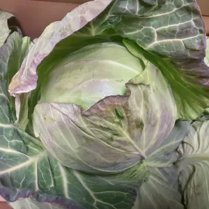 キャベツの秘密 — 胃を救う「緑の薬草」と八百屋の審美眼