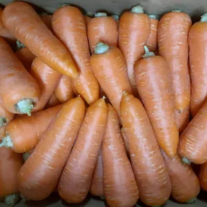 人参の極意 — βカロテンの甘い誘惑と目利きのツボ