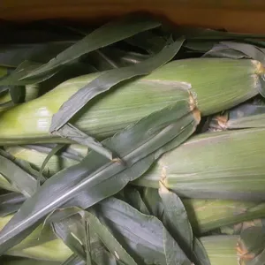 夏の一本、全部伝えます。 — 八百屋40年が語る、とうもろこしの選び方・食べ方・保存術