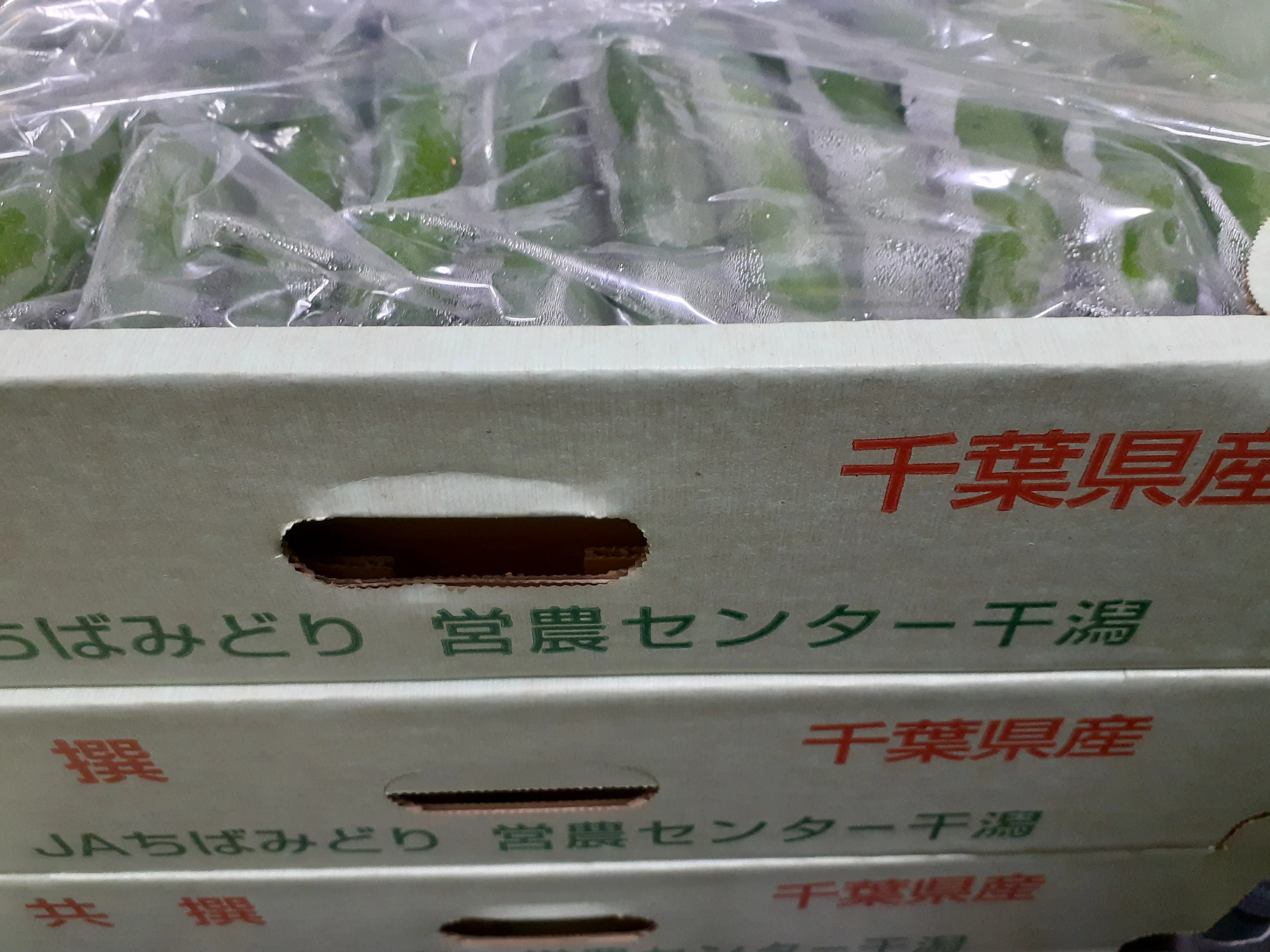 鋭いイボが並ぶよいきゅうりと、ハリを失ったよくないきゅうりの比較