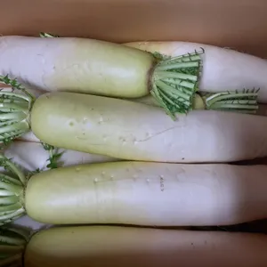 大根の極意 — 胃腸をいたわる白い王様と八百屋の知恵