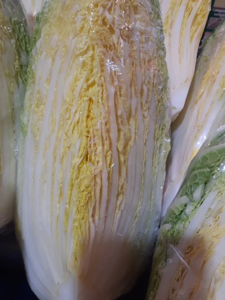 切り立てで瑞々しい新鮮な白菜