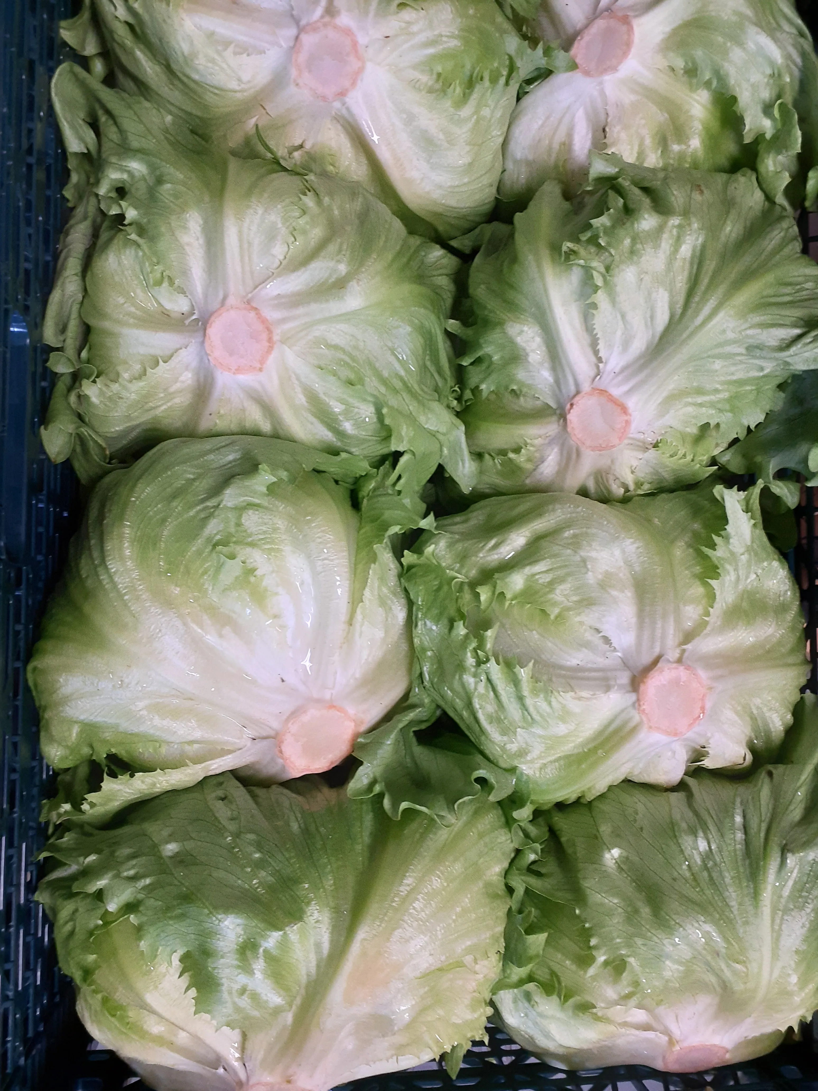 みずみずしい外葉に包まれた、ずっしりと重いレタスが並ぶ売り場の写真