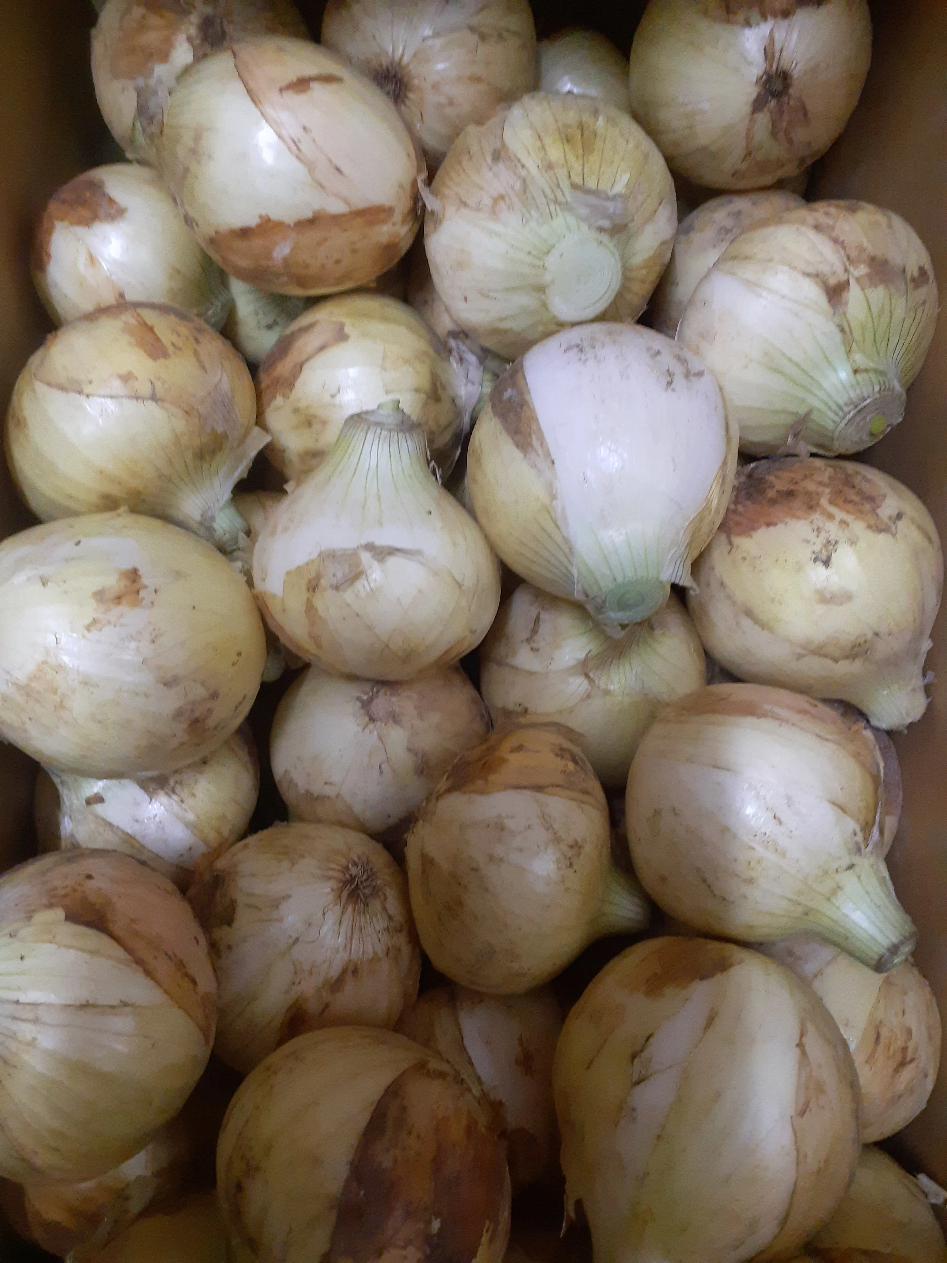 首が細く締まったよい玉ねぎと、芽が出かかったよくない玉ねぎの比較