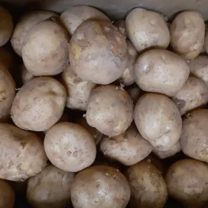 じゃがいもの真髄 — アンデスが育んだ大地の栄養と保存の魔法