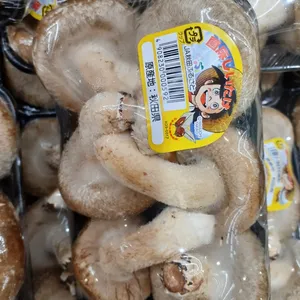 生シイタケの真髄 — 森が育てた「香りと旨味」の最高峰